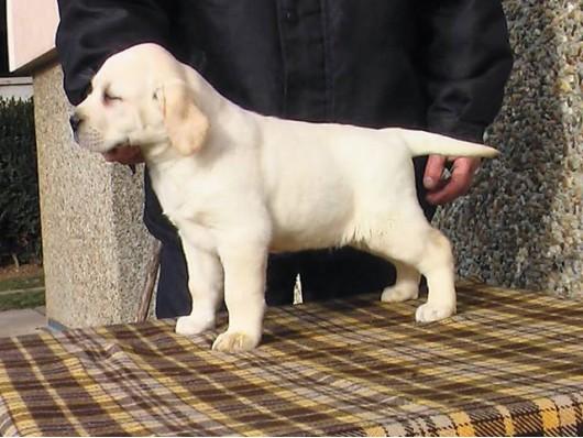 Labrador retriver